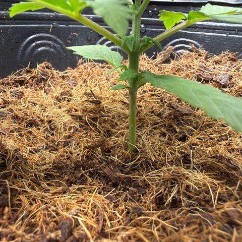 Amnesia Auto growlog timeline photo