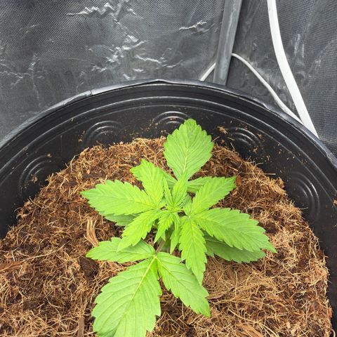 Amnesia Auto growlog timeline photo