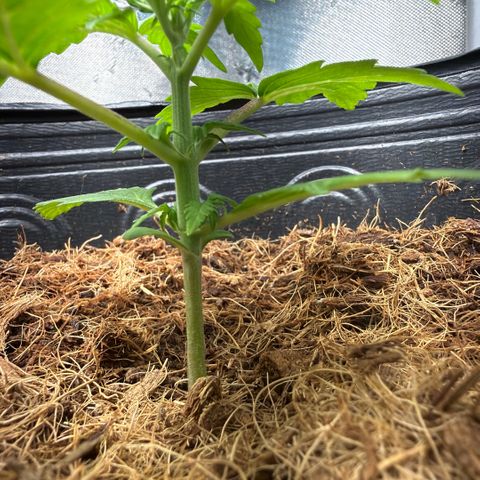 Amnesia Auto growlog timeline photo