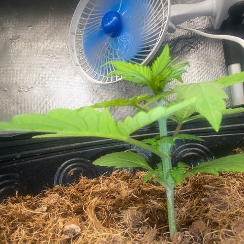 Amnesia Auto growlog timeline photo