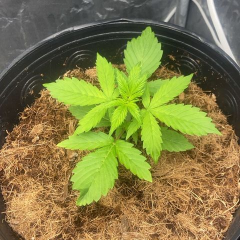 Amnesia Auto growlog timeline photo