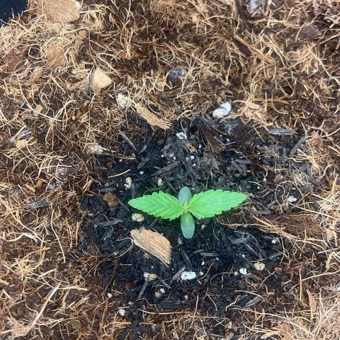 Lemonade Auto growlog timeline photo