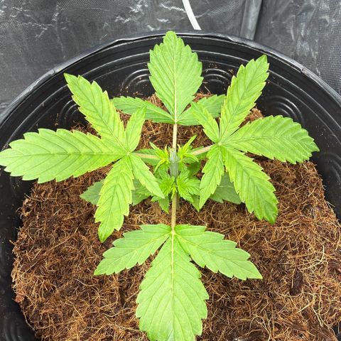Amnesia Auto growlog timeline photo