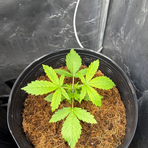 Amnesia Auto growlog timeline photo