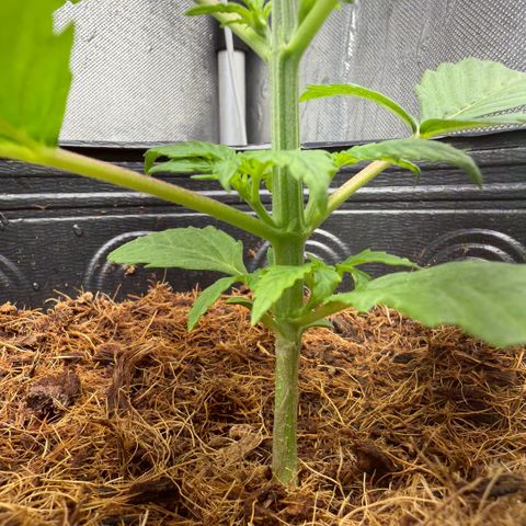 Amnesia Auto growlog timeline photo