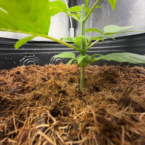 Amnesia Auto growlog timeline photo