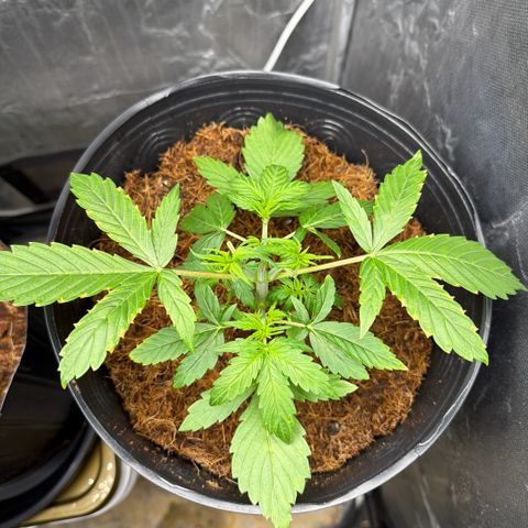 Amnesia Auto growlog timeline photo