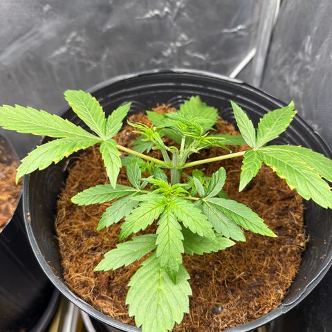 Amnesia Auto growlog timeline photo