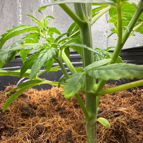 Amnesia Auto growlog timeline photo