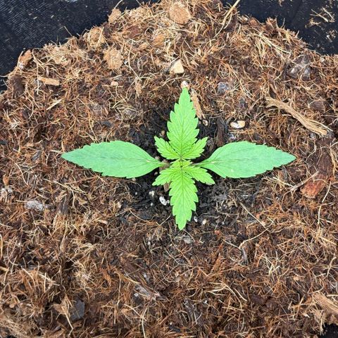 Lemonade Auto growlog timeline photo