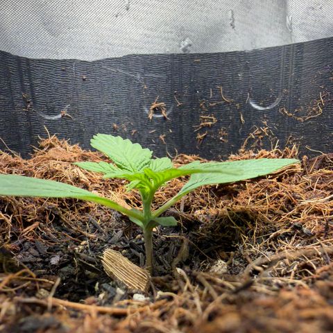 Lemonade Auto growlog timeline photo