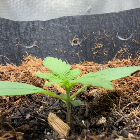 Lemonade Auto growlog timeline photo