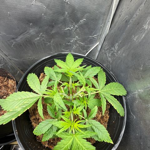Amnesia Auto growlog timeline photo