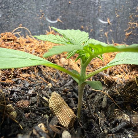 Lemonade Auto growlog timeline photo