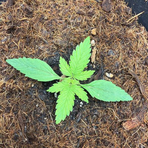 Lemonade Auto growlog timeline photo