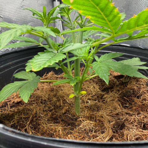 Amnesia Auto growlog timeline photo