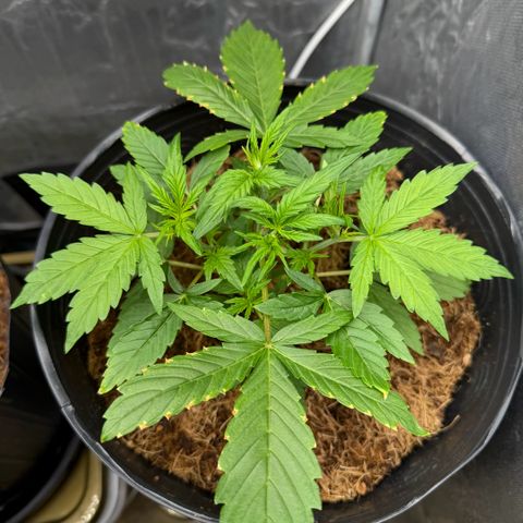 Amnesia Auto growlog timeline photo