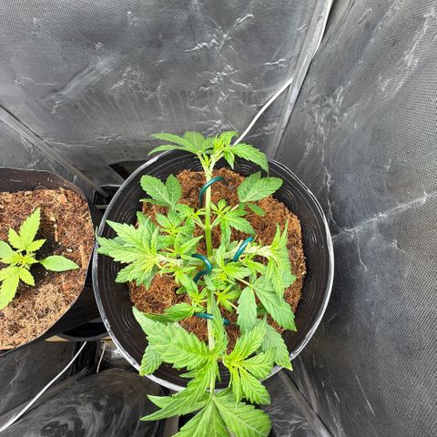 Amnesia Auto growlog timeline photo