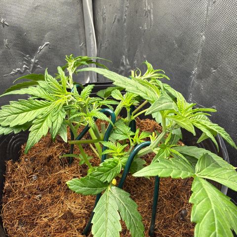 Amnesia Auto growlog timeline photo