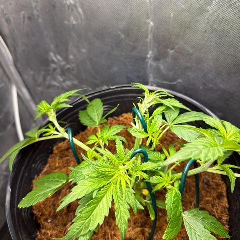 Amnesia Auto growlog timeline photo