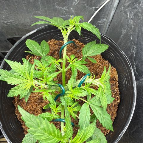 Amnesia Auto growlog timeline photo