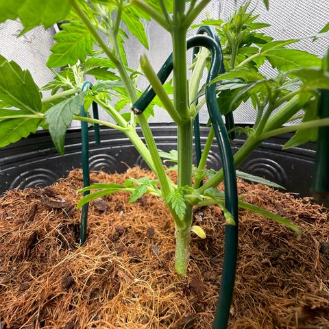 Amnesia Auto growlog timeline photo