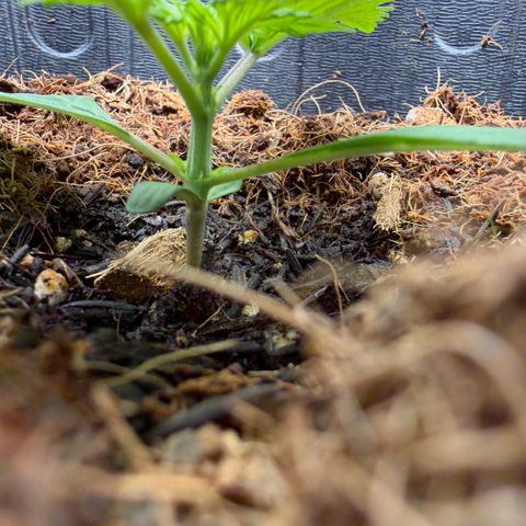 Lemonade Auto growlog timeline photo