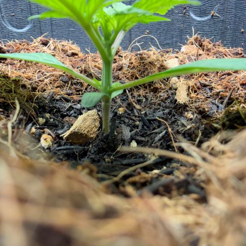 Lemonade Auto growlog timeline photo