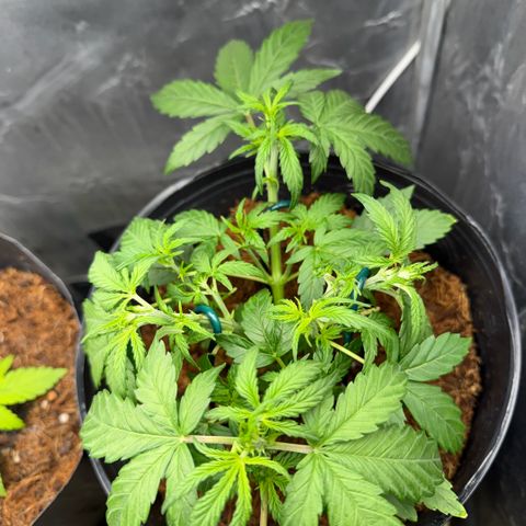 Amnesia Auto growlog timeline photo