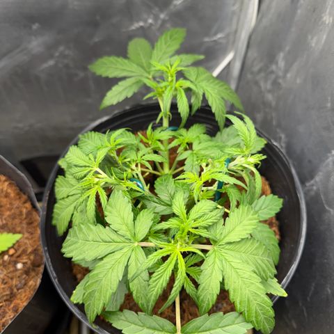 Amnesia Auto growlog timeline photo