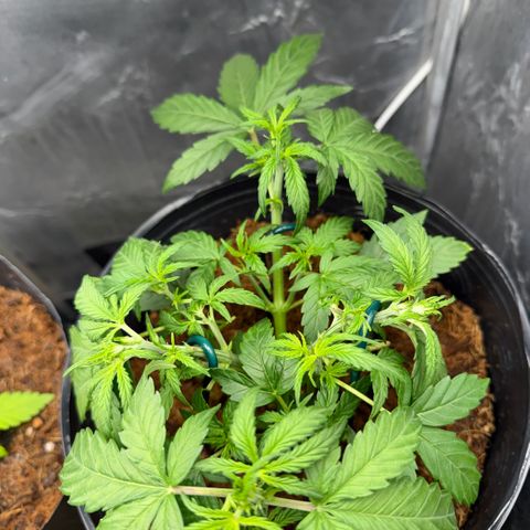 Amnesia Auto growlog timeline photo