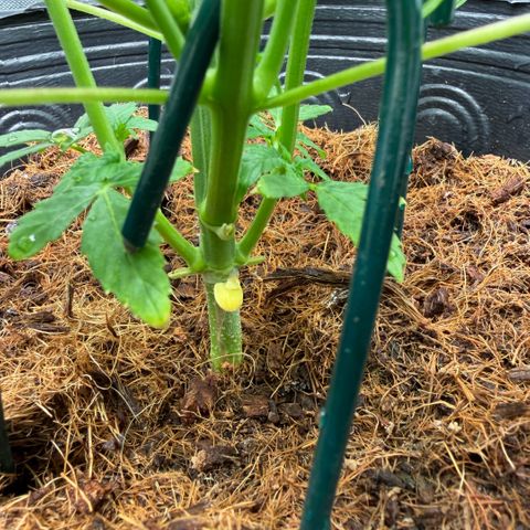 Amnesia Auto growlog timeline photo