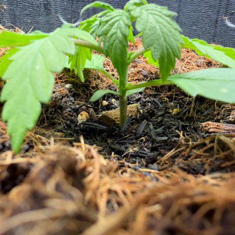 Lemonade Auto growlog timeline photo