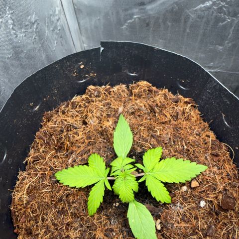 Lemonade Auto growlog timeline photo