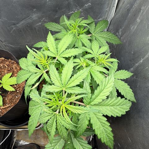 Amnesia Auto growlog timeline photo