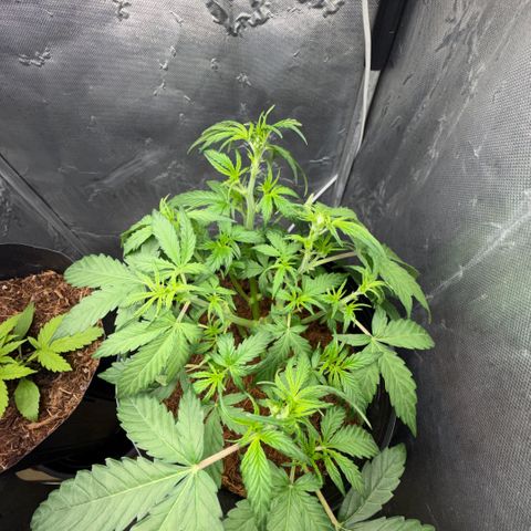 Amnesia Auto growlog timeline photo