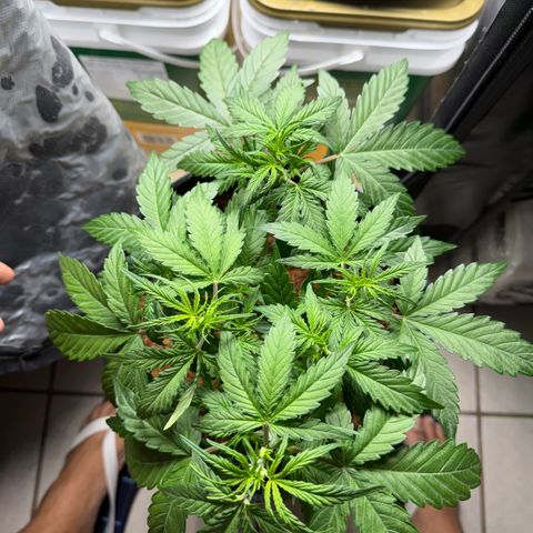 Amnesia Auto growlog timeline photo