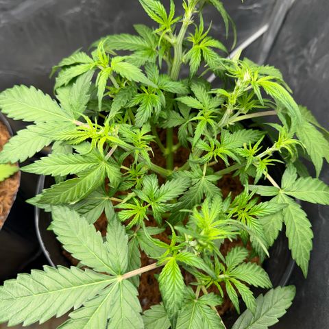 Amnesia Auto growlog timeline photo