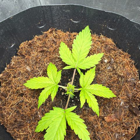 Lemonade Auto growlog timeline photo