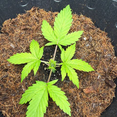 Lemonade Auto growlog timeline photo
