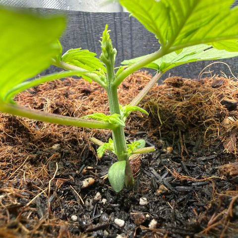 Lemonade Auto growlog timeline photo