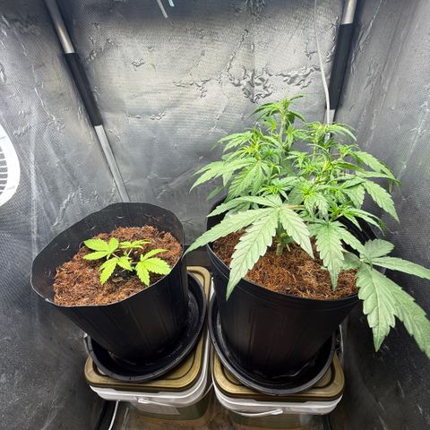 Amnesia Auto growlog timeline photo