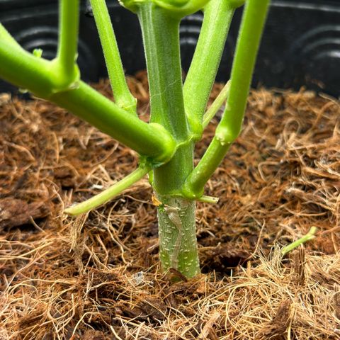 Amnesia Auto growlog timeline photo