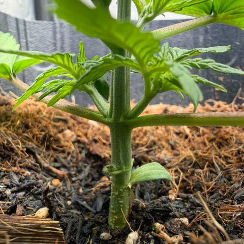 Lemonade Auto growlog timeline photo