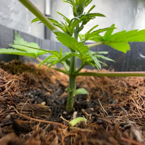 Lemonade Auto growlog timeline photo