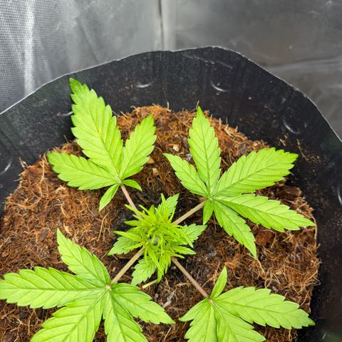 Lemonade Auto growlog timeline photo