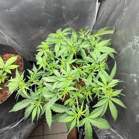 Amnesia Auto growlog timeline photo