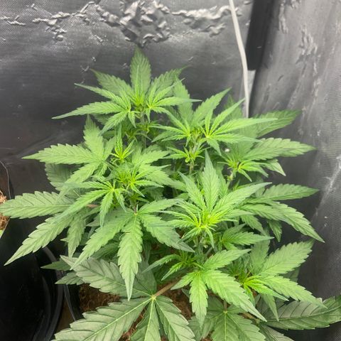 Amnesia Auto growlog timeline photo