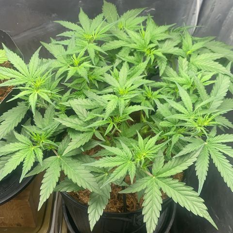 Amnesia Auto growlog timeline photo