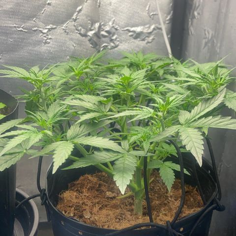 Amnesia Auto growlog timeline photo
